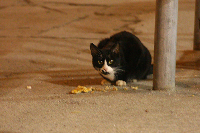 bn_katz_1.jpg bn_katz_1.jpg